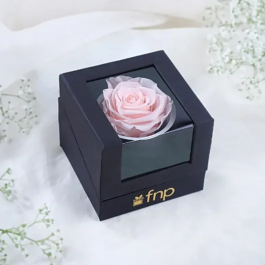 Forever Blush Pink Rose by FNP in a box for Valentine's Day